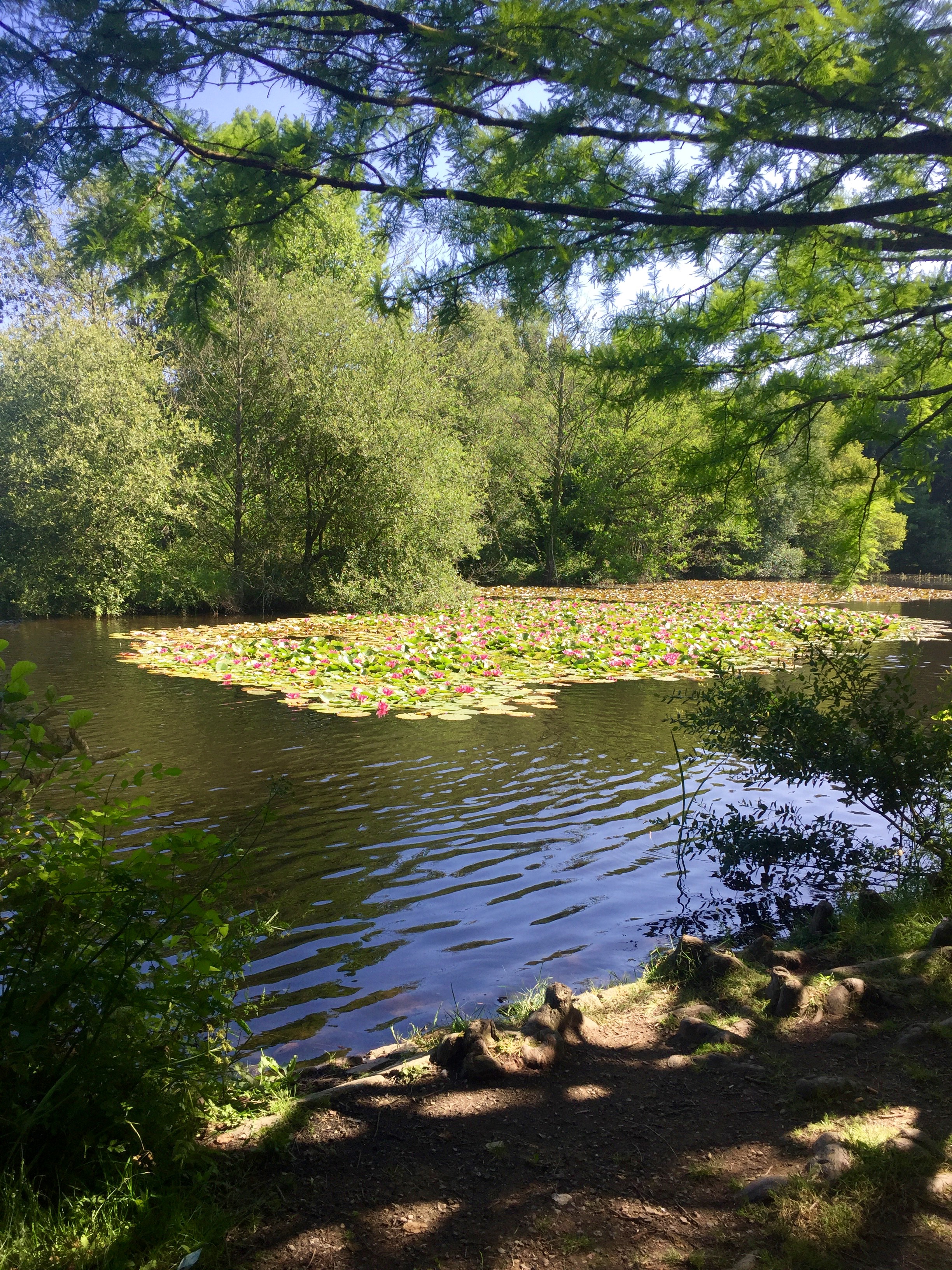 pond surrounded by trees with a large swath of blooming lily pads on top