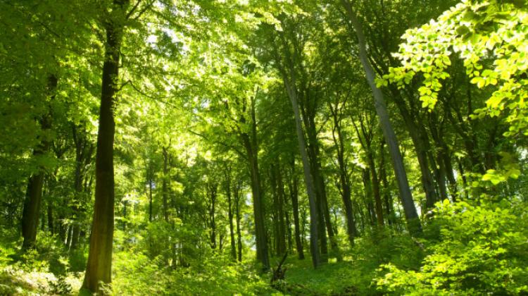 Białowieża Primeval Forest