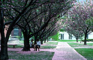 Trees in Spring