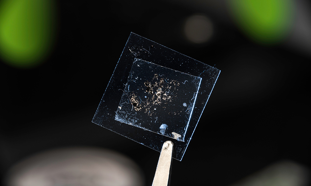 One centimeter by one centimeter slide being held by tweezers.